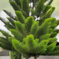 Tropical Oak Tree Seeds Casuarina cunninghamiana She-Oak Live Plant Bare Root Starter Cutting