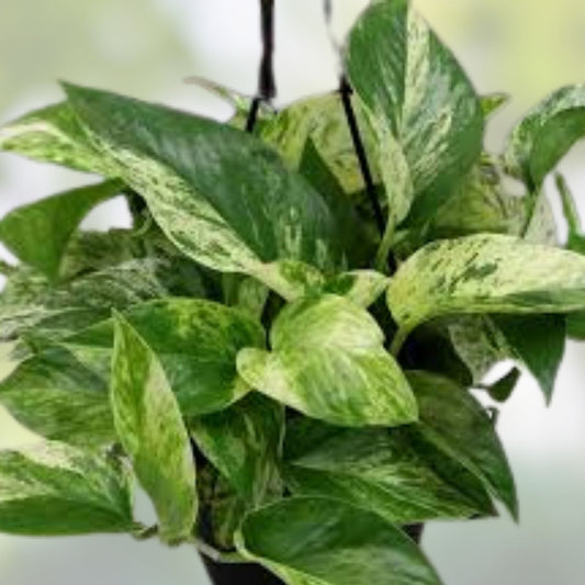 Marble Queen Pothos Live Plant, Variegated Houseplant, Indoor Air Purifying Plant, Epipremnum aureum, Green White Foliage
