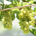 Cotton Candy Grape Cuttings Vitis vinifera Dormant Hardwood Vine Propagation Live Plant