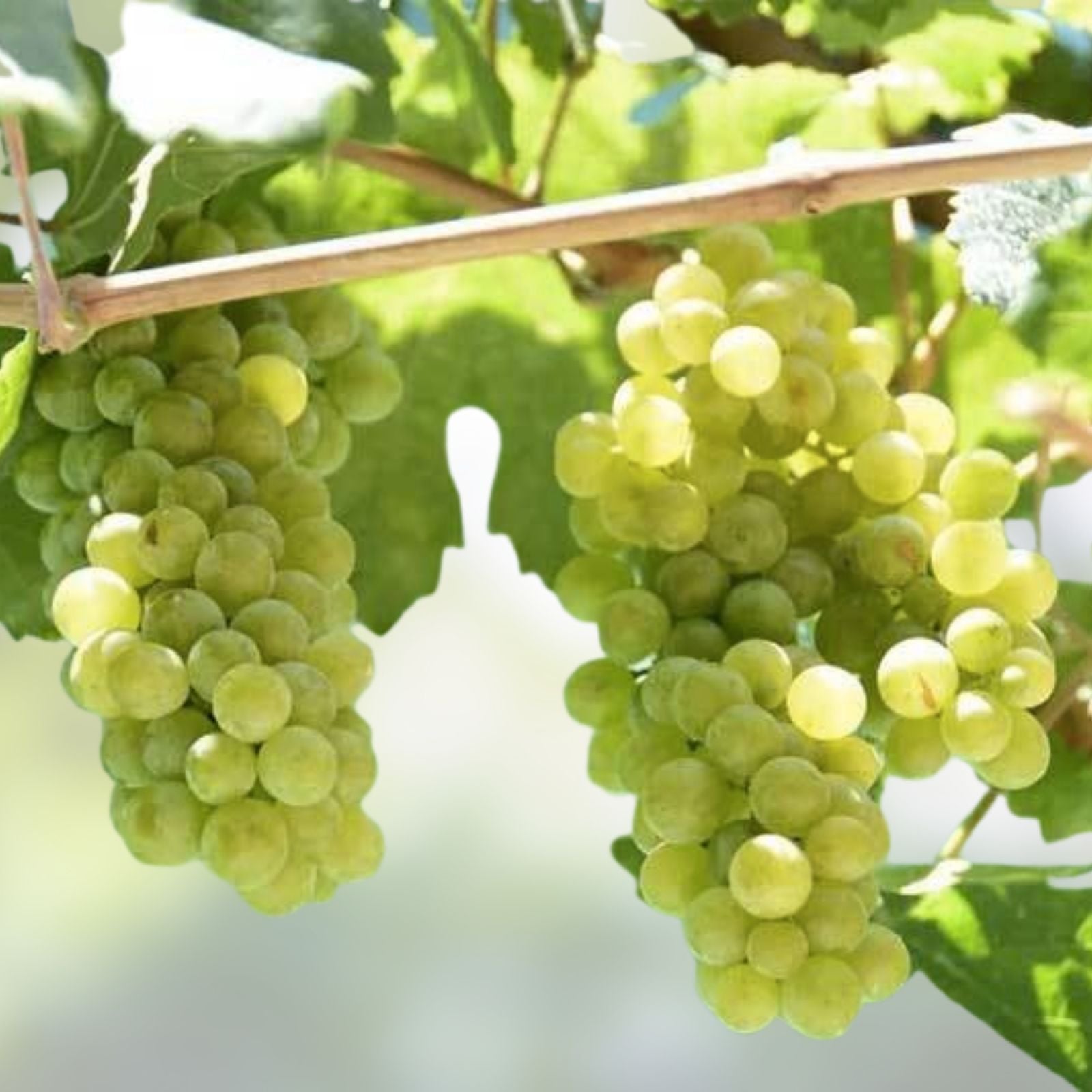 Cotton Candy Grape Cuttings Vitis vinifera Dormant Hardwood Vine Propagation Live Plant