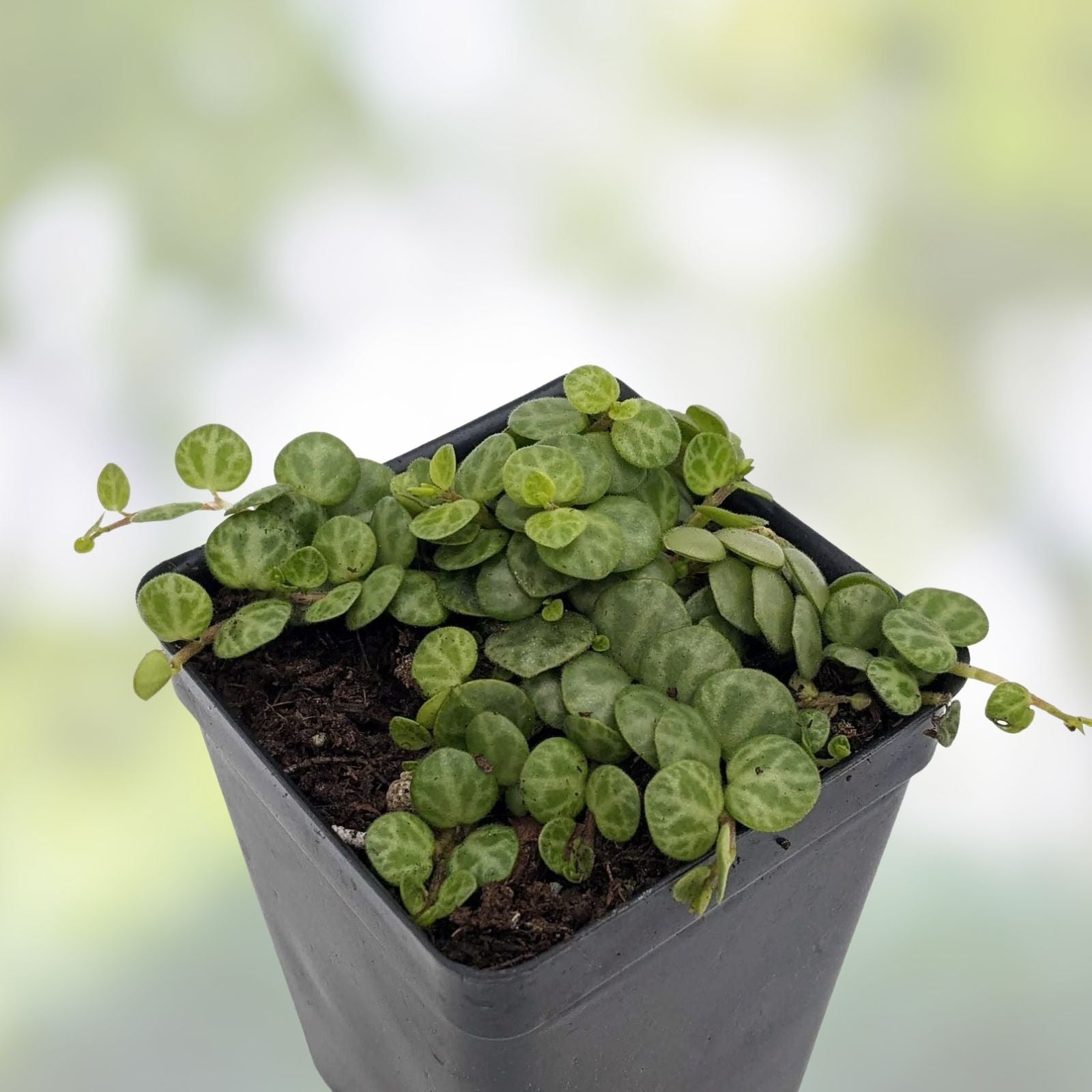 Succulent Cuttings 25 Live Plants String of Turtles & Hearts Pilea Cactus Mix for Home Decor Gardening
