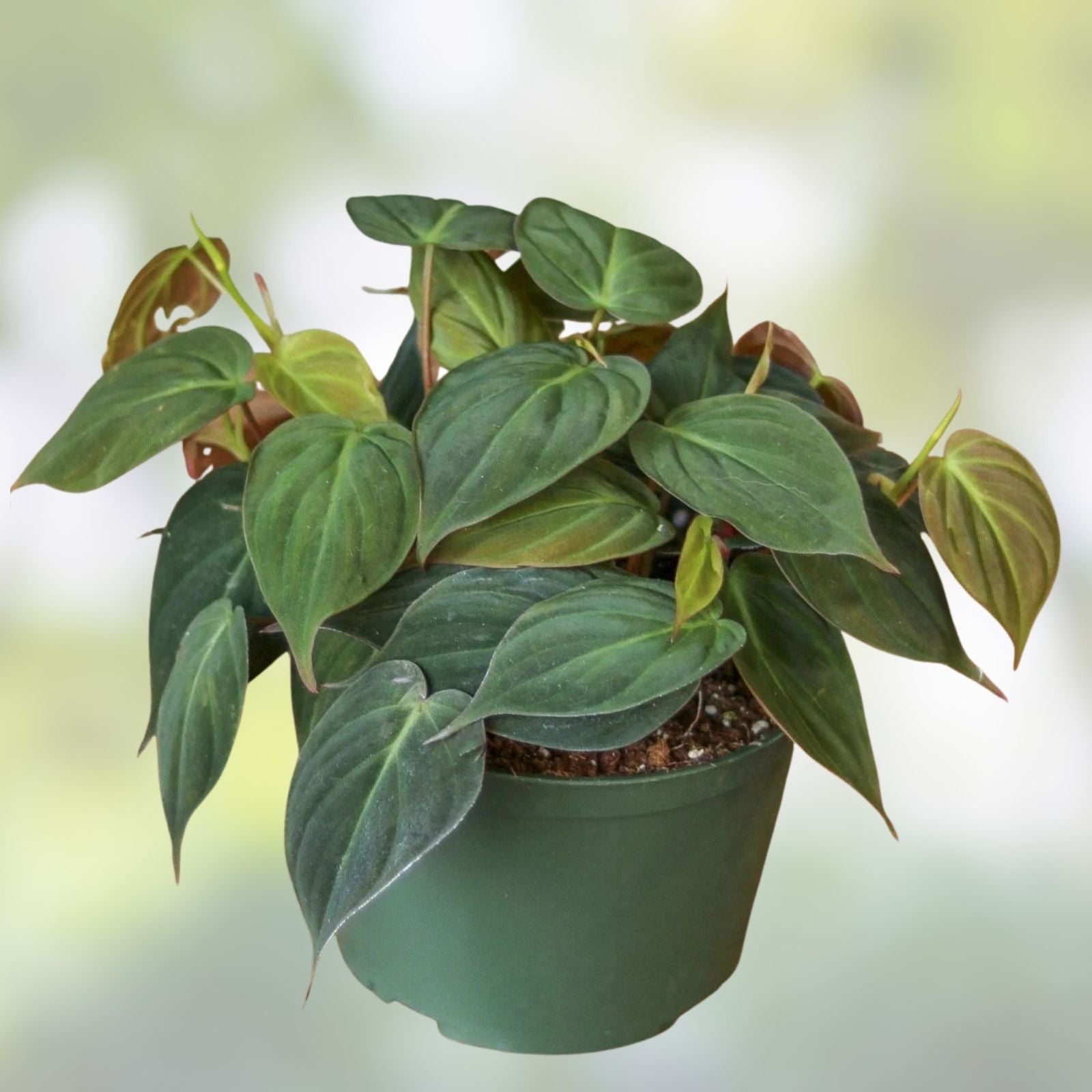 Philodendron Micans Cuttings, Green Bronze Velvet Leaf, Indoor Houseplant, Live Plant, Propagation Starter, Rare Plant, Scindapsus hederaceus
