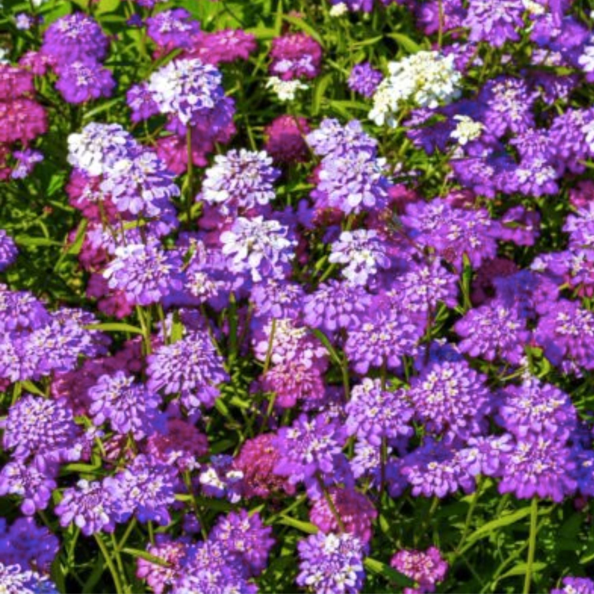 Dwarf Candytuft Seeds Fairy Mix | Iberis umbellata Flower Seeds for Garden Landscaping Pink Lavender White | Live Plant Cutting Bare Root Starter