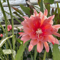 Epiphyllum 'Hum Dinger' Orchid Cactus Unrooted Cutting Rare Houseplant Succulent Indoor Garden