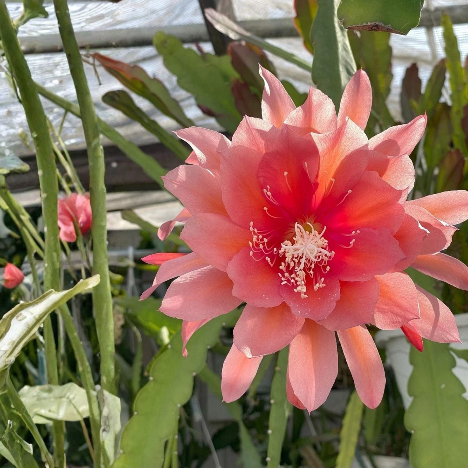 Epiphyllum 'Hum Dinger' Orchid Cactus Unrooted Cutting Rare Houseplant Succulent Indoor Garden