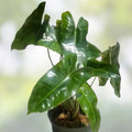 Philodendron Burle Marx Live Plant Cutting 5-7 inches Tropical Indoor Houseplant Rare Variety