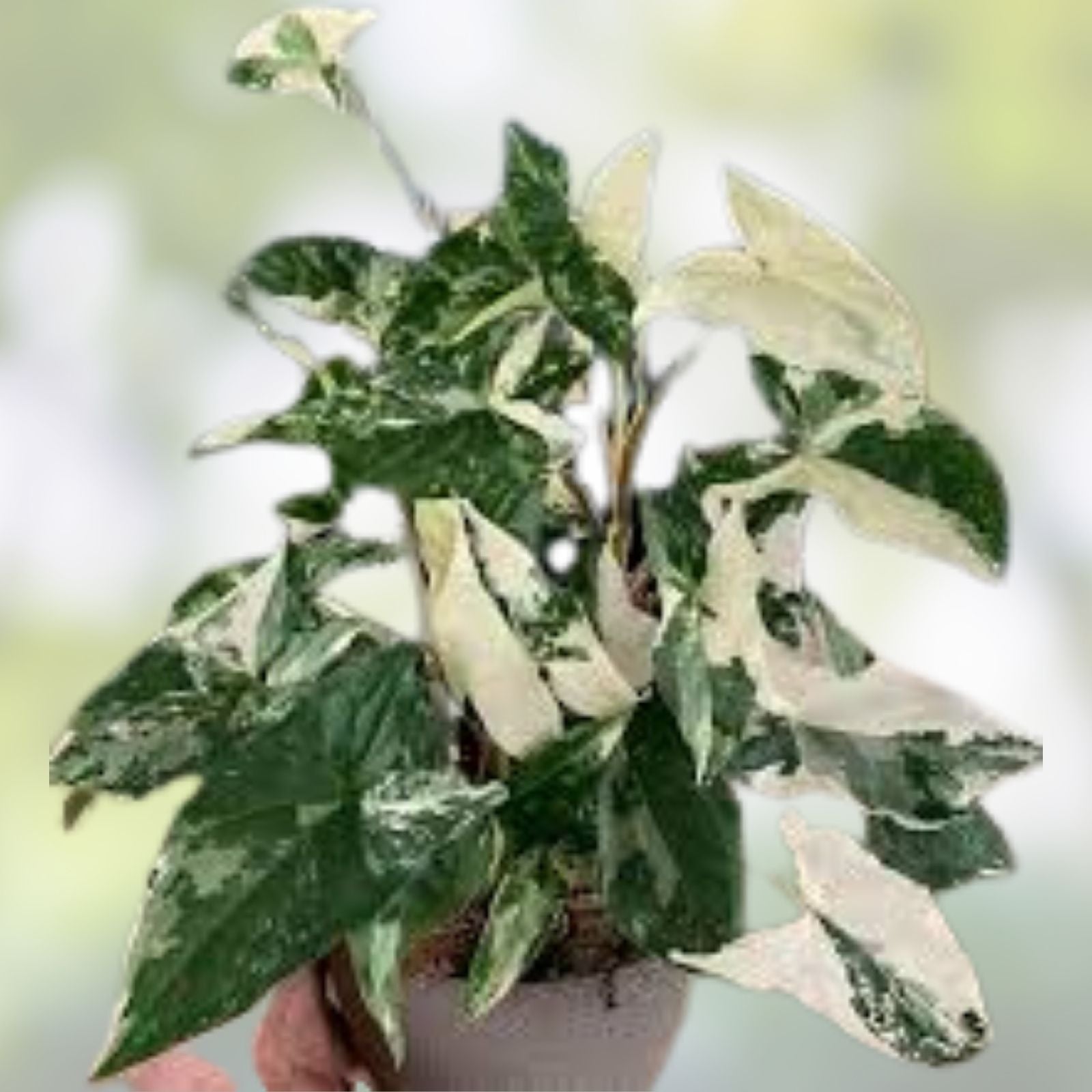 Variegated Syngonium Albo Podophyllum Cuttings, Rare Houseplant, Indoor Plant, Green White Foliage, Live Starter Plant