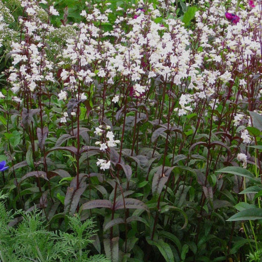 Husker Red Foxglove Penstemon Digitalis Live Starter Plant Bare Root Perennial for Garden Landscape Pollinator
