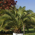 Canary Island Date Palm Tree 48+ Inches Phoenix Canariensis Live Indoor Outdoor Garden Landscape Plant