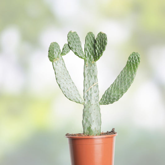 Opuntia Consolea Picardae Cactus Succulent Pad Cutting, Uncommon Houseplant, Drought Tolerant, Live Plant, Gardening, Starter Plant