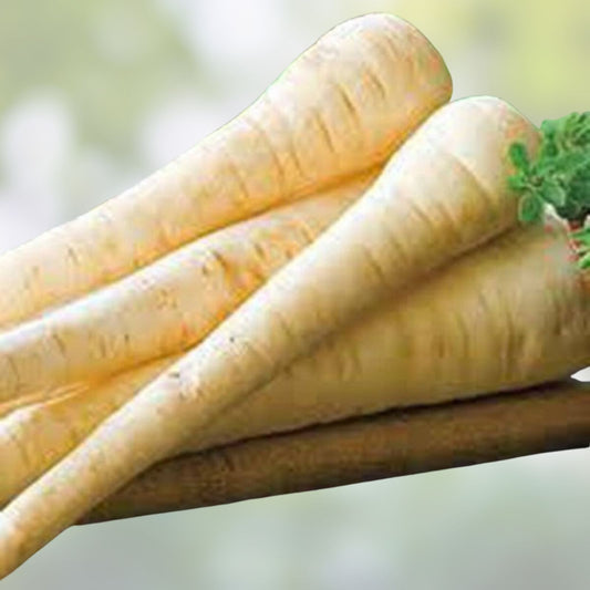 Heirloom Parsnip Seeds 500 Count – Non-GMO Organic Vegetable Seeds – Pastinaca sativa, Root Vegetable, Starter Plant