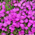 Creeping Ice Plant Cuttings 12-Pack Purple Pink Ground Cover Succulent Delosperma cooperi Live Plant
