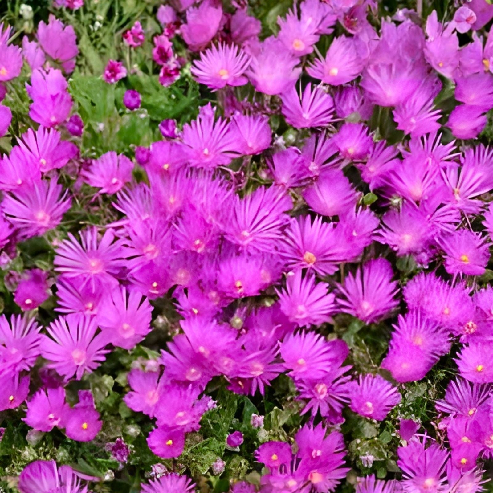 Creeping Ice Plant Cuttings 12-Pack Purple Pink Ground Cover Succulent Delosperma cooperi Live Plant