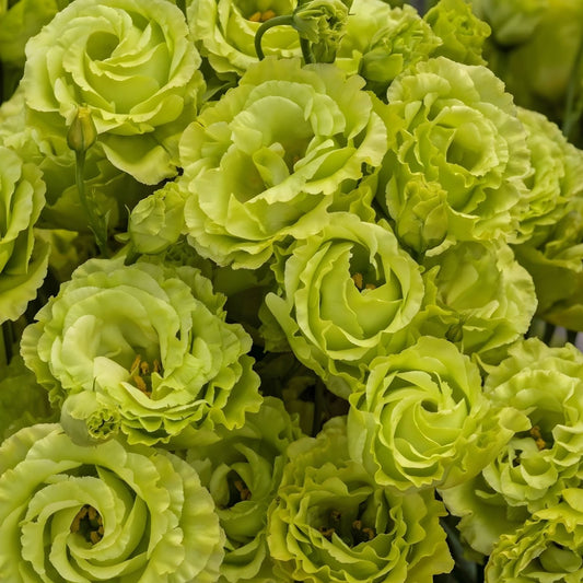 Lisianthus Flower Seeds 20 Pelleted Clear Green Rosanne Eustoma grandiflorum for Planting - Easy to Grow