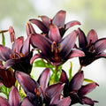 Asiatic Lily Bulb Lilium Landini Burgundy Red Flowering Plant Garden Spring Bulb Live Starter Plant