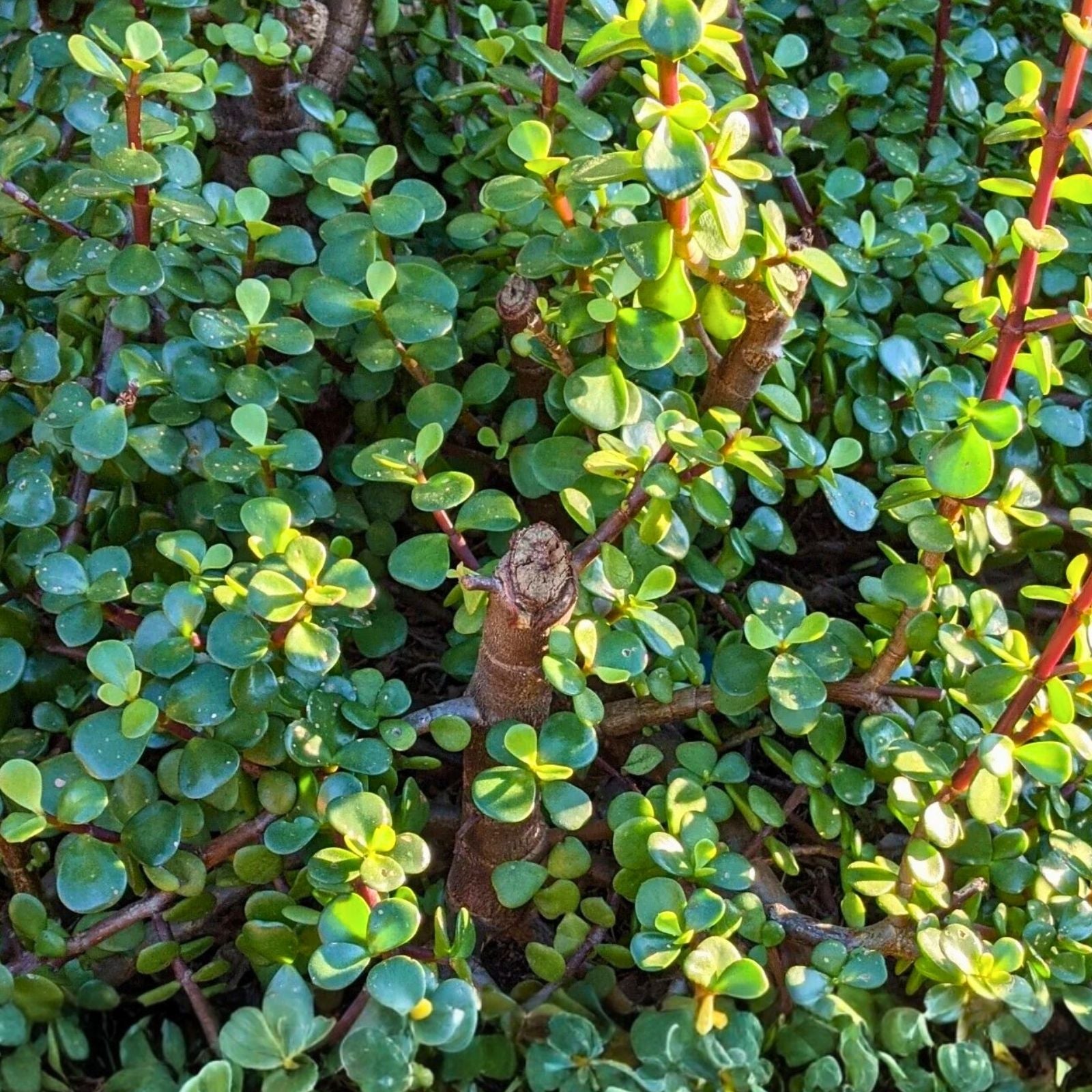10 Cuttings Portulacaria Afra Elephant Bush Succulent Dwarf Jade Cactus for Indoor Gardening