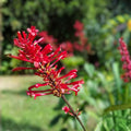 Fire Spike Red Starter Plant Odontonema strictum Hummingbird Attracting Indoor Houseplant