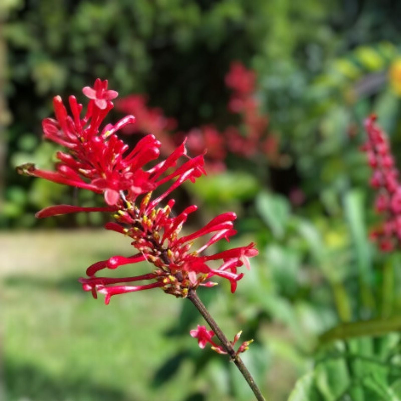 Fire Spike Red Starter Plant Odontonema strictum Hummingbird Attracting Indoor Houseplant