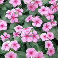 Vinca Seeds 100 Count Sunstorm Rose Non-GMO Catharanthus roseus Garden Flower Plant Starter