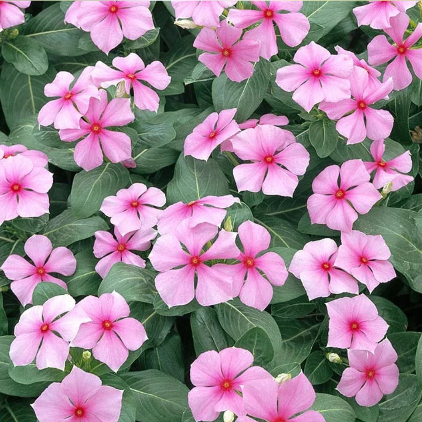 Vinca Seeds 100 Count Sunstorm Rose Non-GMO Catharanthus roseus Garden Flower Plant Starter