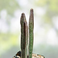 Peniocereus greggii Cactus Plant 4 Rooted Stems Desert Succulent Houseplant Garden Decor