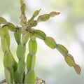 Rhipsalis paradoxa Cuttings 3 Pieces - Tropical Succulent Plant - Houseplant - 6 Inches Each