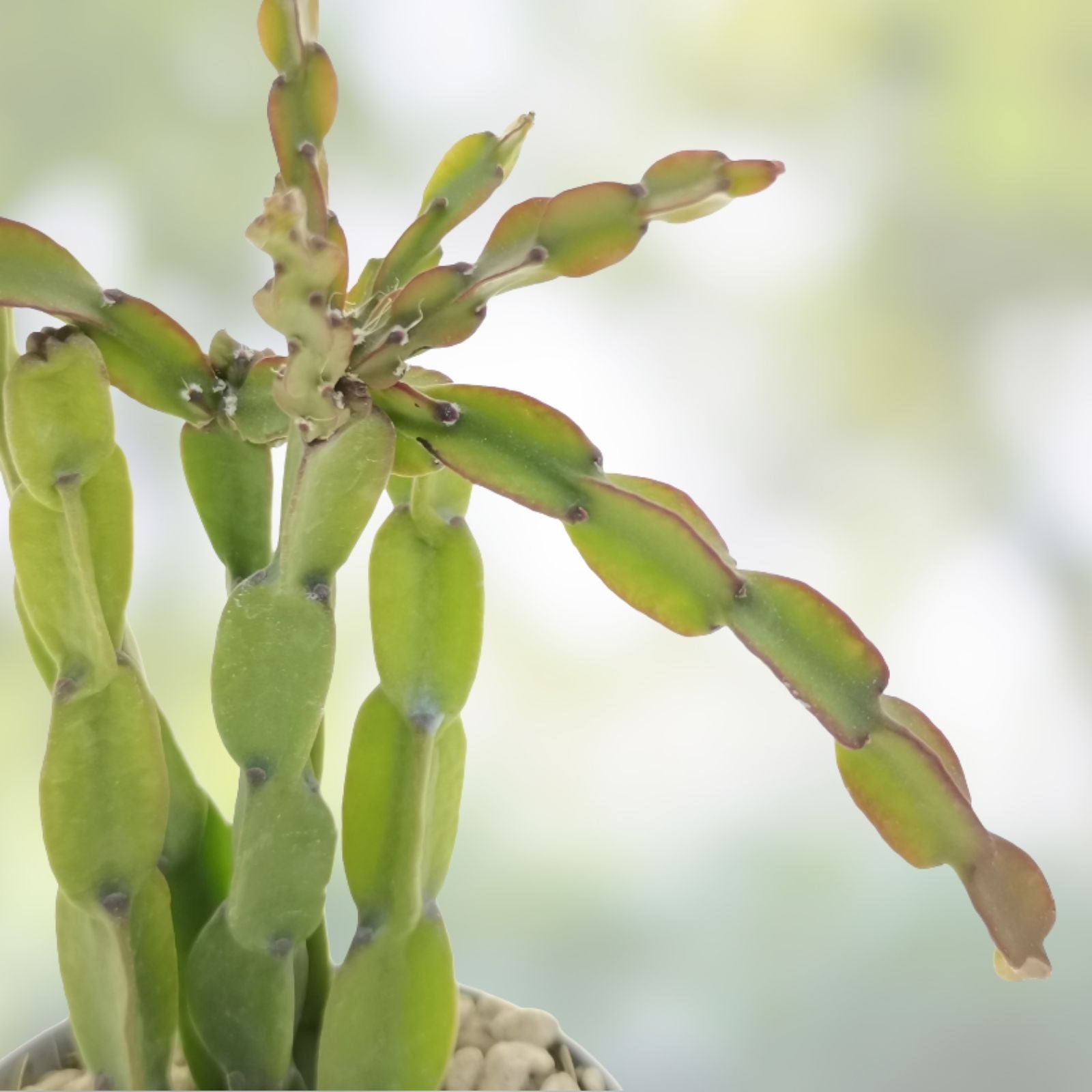 Rhipsalis paradoxa Cuttings 3 Pieces - Tropical Succulent Plant - Houseplant - 6 Inches Each