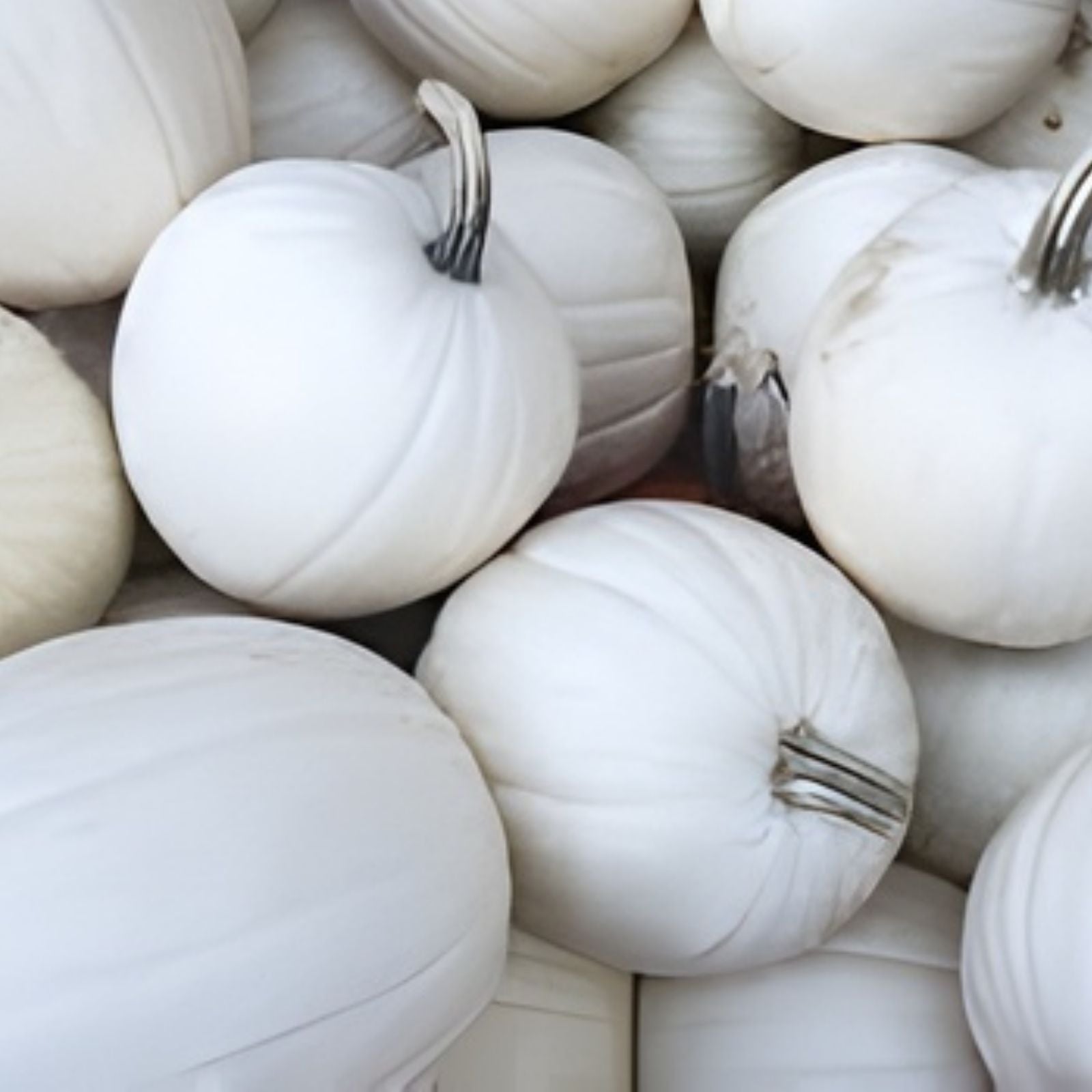 Snowball Pumpkin Seeds 10 Pack White Variety Cucurbita pepo for Planting, Decorative & Culinary Use, Fast Growing