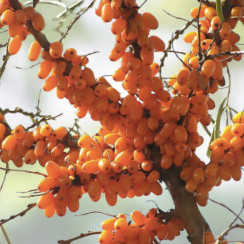 200 Seeds Sea Buckthorn Plant, Edible Fruit, Hippophae Rhamnoides, Hardy Perennial Garden Seeds