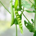 Heirloom Lincoln Pea Seeds Non-GMO Organic Pisum sativum Vegetable Seeds for Garden 20+ Peas