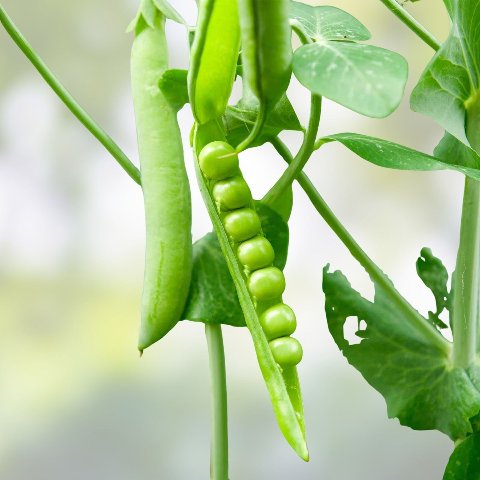 Heirloom Lincoln Pea Seeds Non-GMO Organic Pisum sativum Vegetable Seeds for Garden 20+ Peas