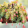 Rare Cotyledon Pendens Succulent Cuttings - Live Indoor Hanging Succulents - Houseplant, Starter Plant, Garden Decor