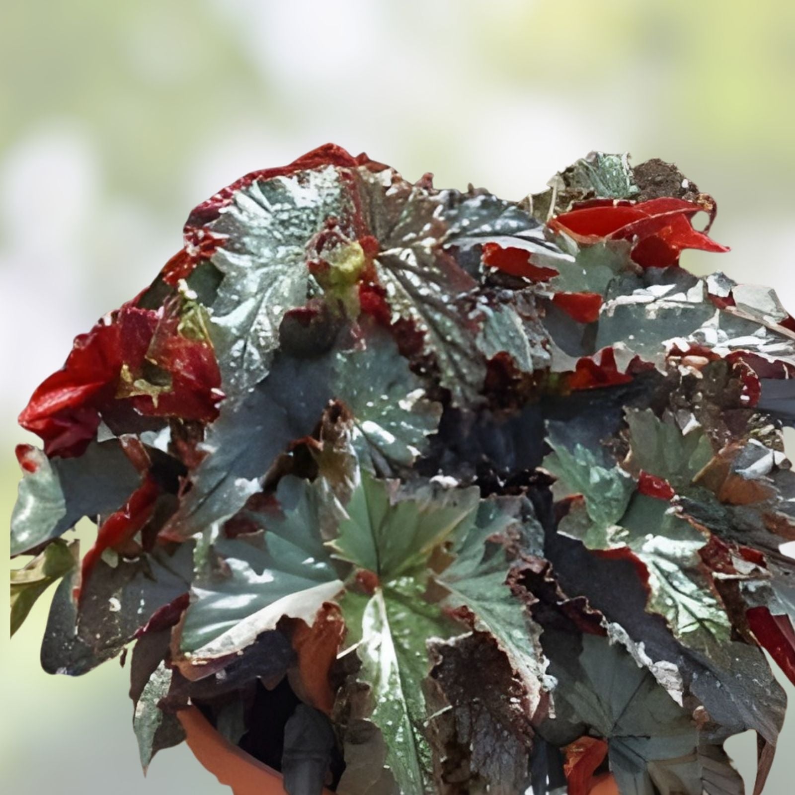Angel Wing Begonia Starter Plant - Fannie Moser Variety - Live Rooted Houseplant for Indoor Decor - Fast Growing
