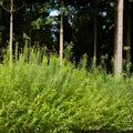 Austree Hybrid Willow Hedge Cuttings – Fast-Growing Privacy Trees for Screens Windbreaks – Salix x sepulcralis