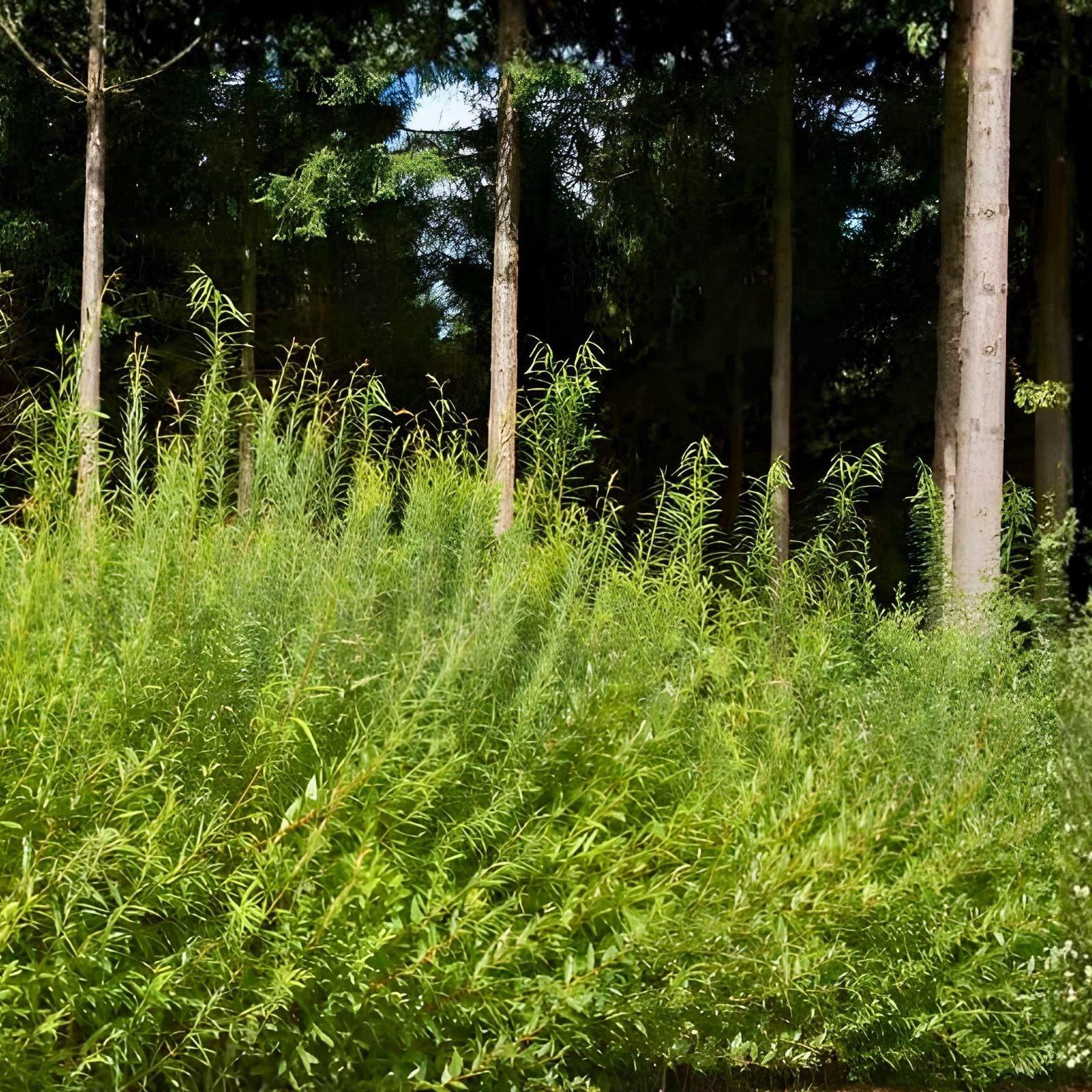 Austree Hybrid Willow Hedge Cuttings – Fast-Growing Privacy Trees for Screens Windbreaks – Salix x sepulcralis