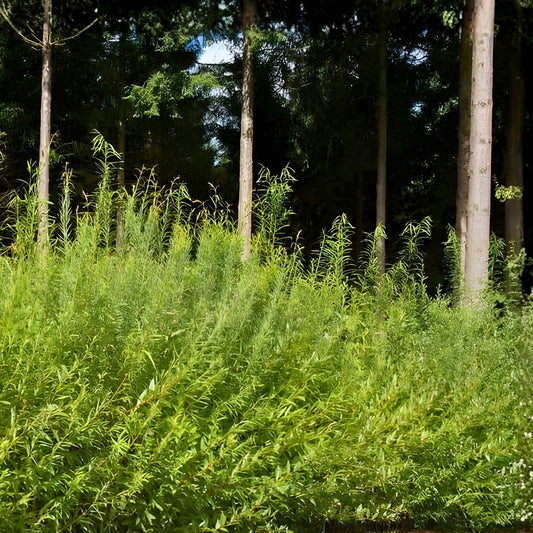 Austree Hybrid Willow Hedge Cuttings – Fast-Growing Privacy Trees for Screens Windbreaks – Salix x sepulcralis