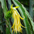 Yellow Dragon Fruit Plant Hylocereus megalanthus Rooted Starter Live Houseplant 6-8 inches