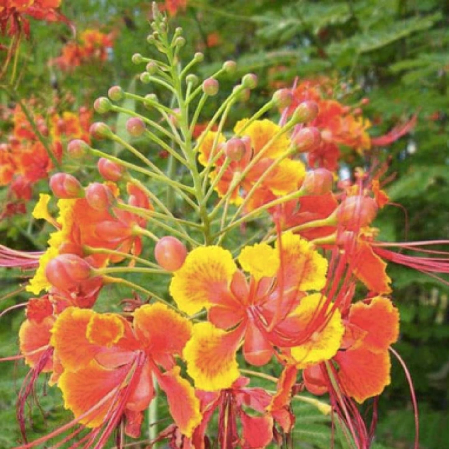 Peacock Flower Seeds Red Caesalpinia pulcherrima Tropical Flowering Plant Starter Seeds 10 Pack