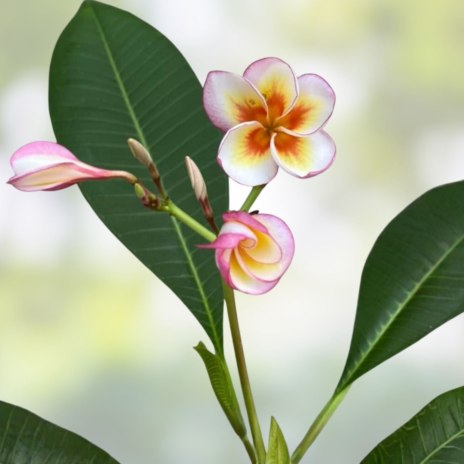 Fireblast Plumeria Cutting - Tropical Flowering Plant, Garden, Landscape, Live Plant, Starter, Bare Root, Houseplant