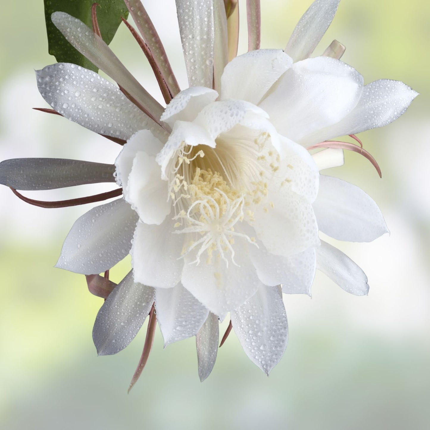 Epiphyllum Cuttings 8-10in Hookeri & Night Fragrant Blooming Succulent Plant Starter - New Harvest Quality