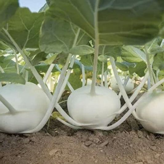 Mashed Potato Squash Seeds 10 Pack – White Gourmet Vegetable Seeds Cucurbita pepo for Growing or Starting Plants