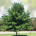 Cherrybark Oak Tree Live Plant Bare Root 12-16" Quercus pagoda Hardwood Landscaping Tree