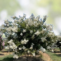 Crape Myrtle Cuttings 10 Pack Natchez Lagerstroemia indica x fauriei Live Plant Grafting Starter Bare Root