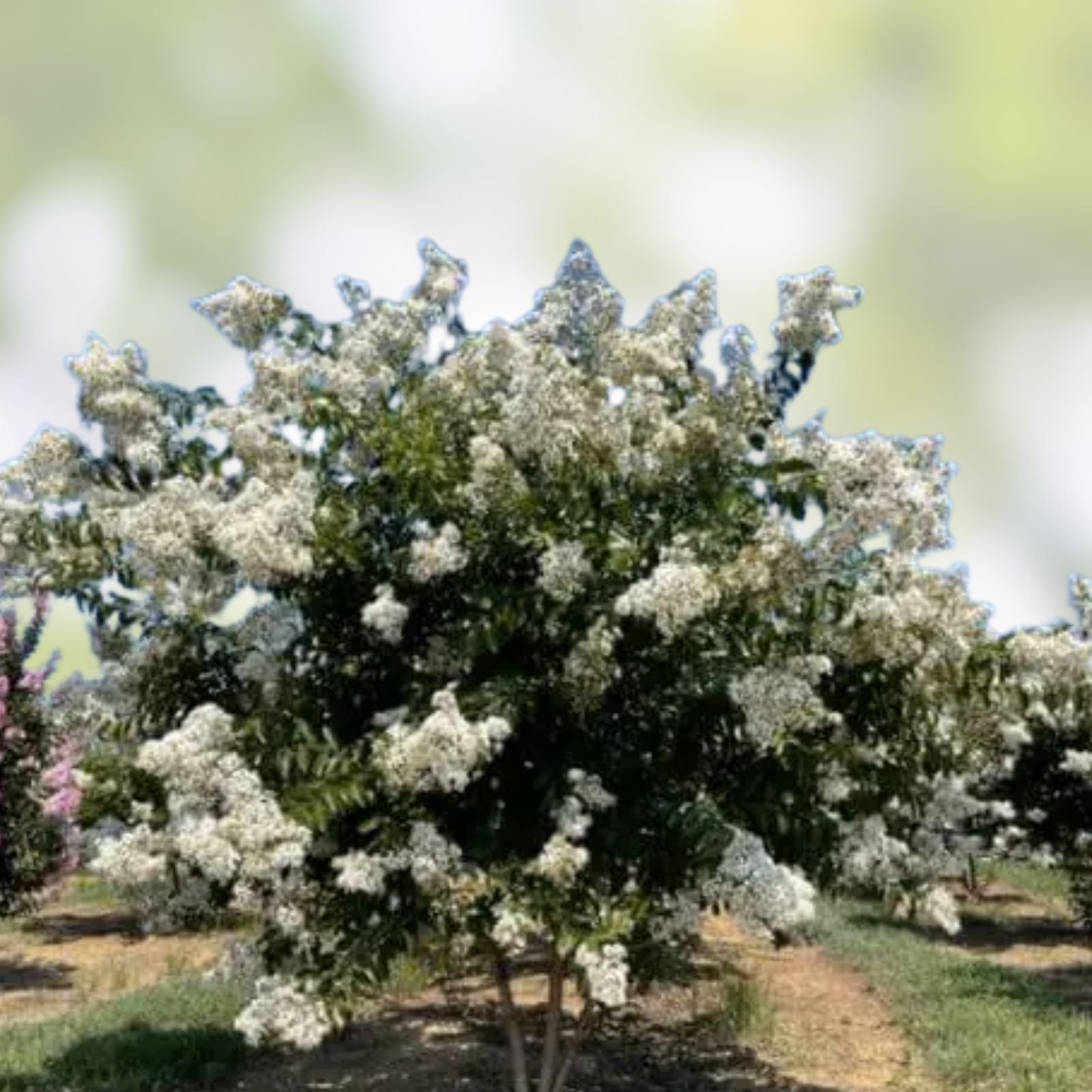 Crape Myrtle Cuttings 10 Pack Natchez Lagerstroemia indica x fauriei Live Plant Grafting Starter Bare Root