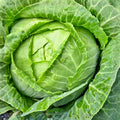 Golden Acre Cabbage Seeds 500 Non-GMO Heirloom Brassica oleracea Vegetable Gardening Organic Farming