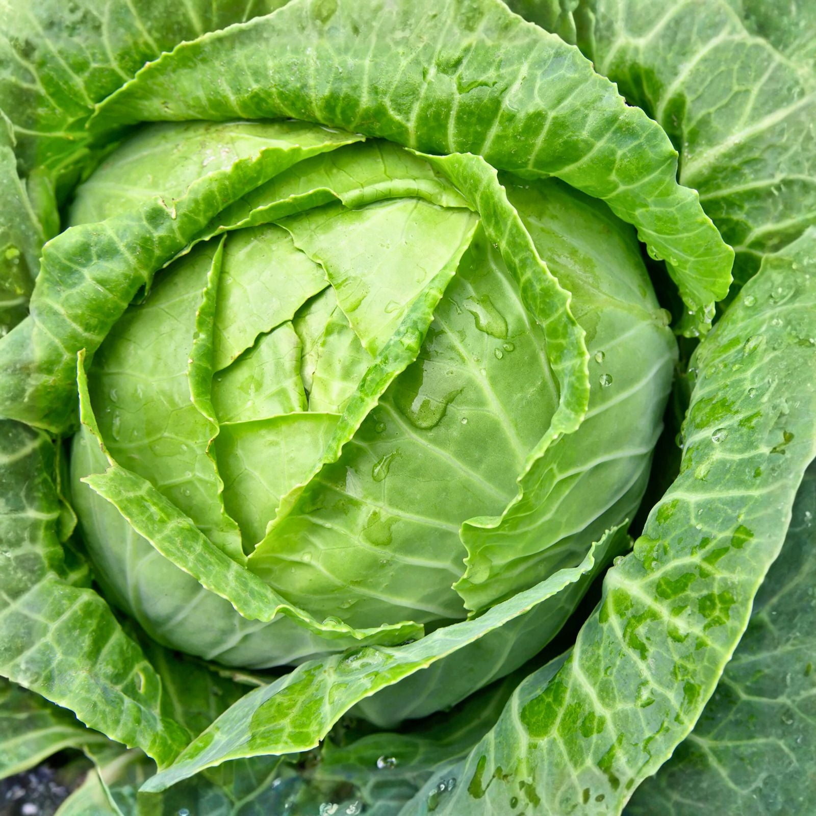 Golden Acre Cabbage Seeds 500 Non-GMO Heirloom Brassica oleracea Vegetable Gardening Organic Farming