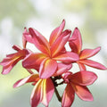Rooted Plumeria Cutting 13" Tropical Flowering Plant - Teresa Wilder Plumeria spp. Garden Flowering Plant