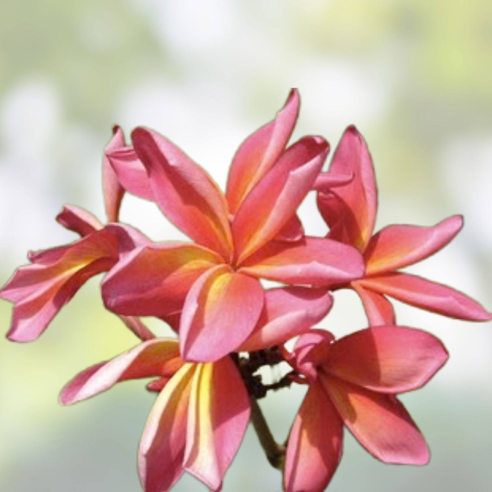 Rooted Plumeria Cutting 13" Tropical Flowering Plant - Teresa Wilder Plumeria spp. Garden Flowering Plant