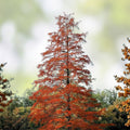 Live Bald Cypress Tree Set of 2, 12-16 in, Taxodium distichum, deciduous conifer, bare root, landscaping, garden, houseplant, starter plant