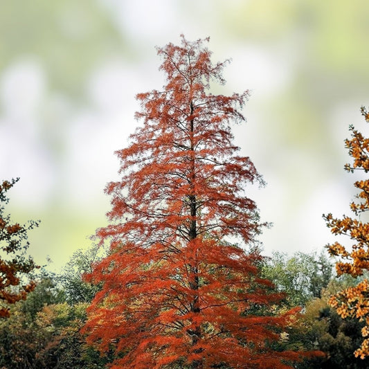 Live Bald Cypress Tree Set of 2, 12-16 in, Taxodium distichum, deciduous conifer, bare root, landscaping, garden, houseplant, starter plant